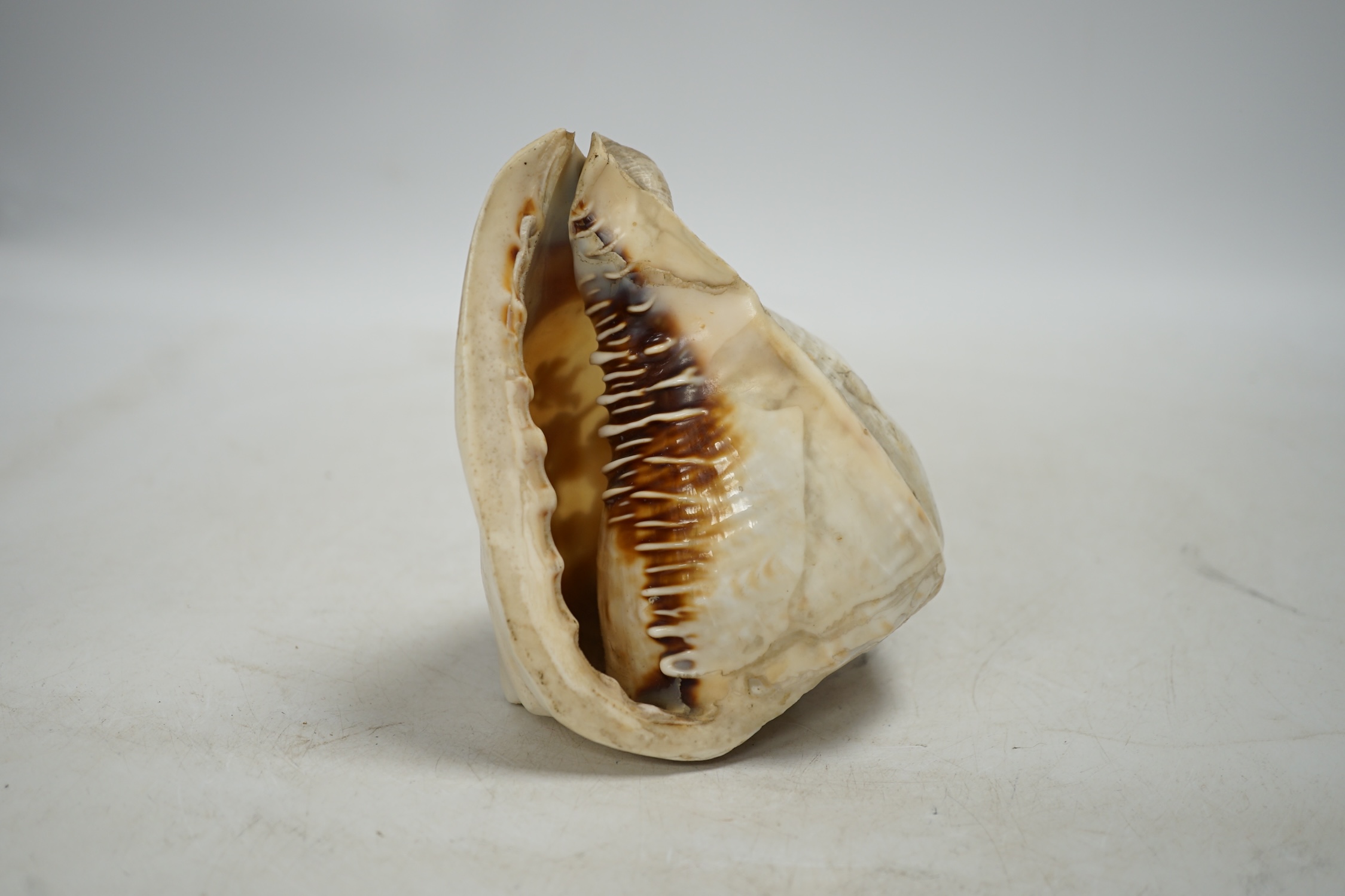 A late 19th century Neapolitan conch shell cameo, carved with classical figures about a chariot, 13cm. Condition - fair